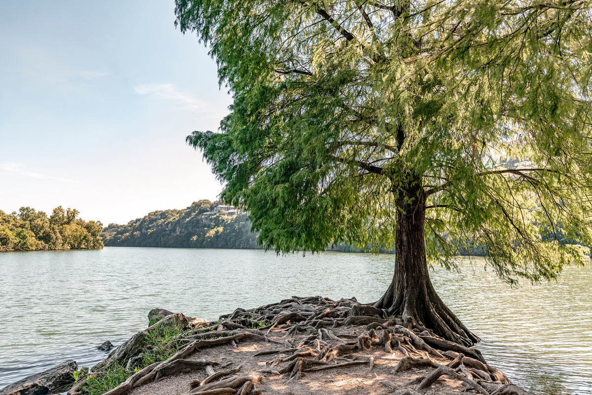 A Cypress tree with exposed roots sits at the south end of Red Bud Isle